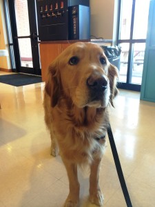 Luther the Comfort Dog
